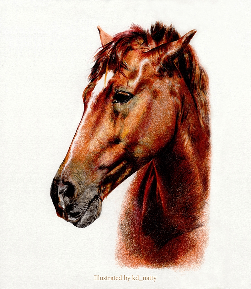 วาดภาพเหมือน Portrait - วาดภาพเหมือน ภาพประกอบ สีไม้ - 14
