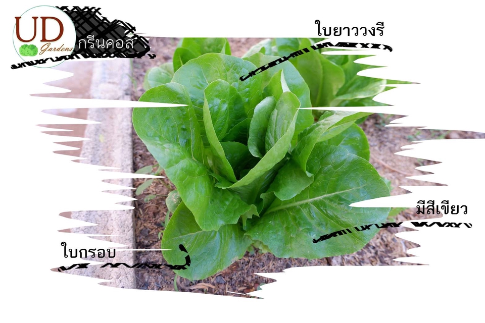 ผู้เชี่ยวชาญให้ความรู้เฉพาะด้าน - ให้คำปรึกษาและแนะนำการทำเกษตร - 12