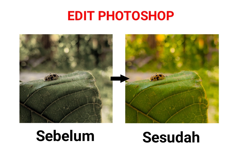 Edit Gambar & Photoshop - JASA EDIT PHOTO (APA SAJA) - 2