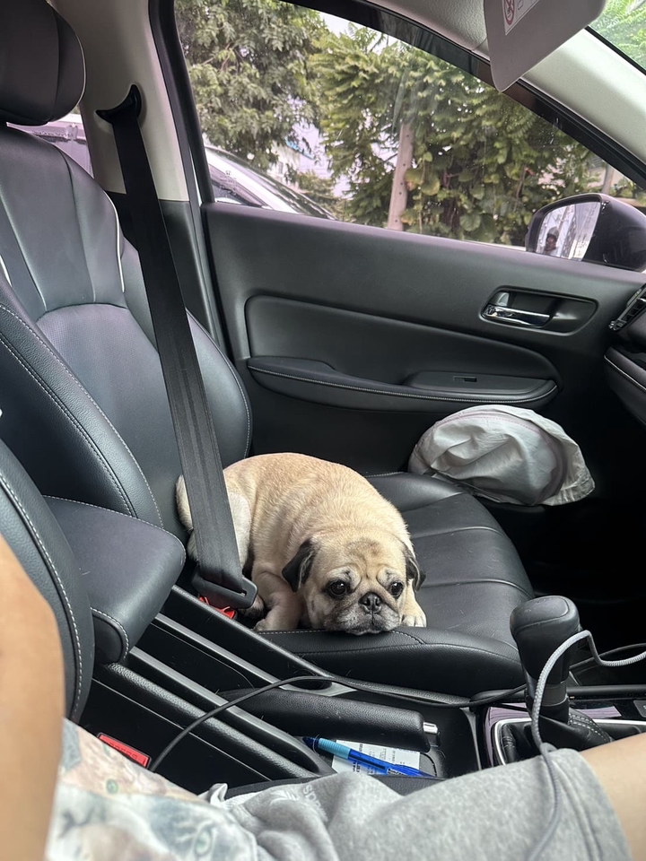 รับดูแลสุนัขในรถ พี่เลี้ยงสัตว์เลี้ยง บริการรับดูแลสุนัขระหว่างเดินทาง รับจ้างพาสุนัขไปเที่ยว