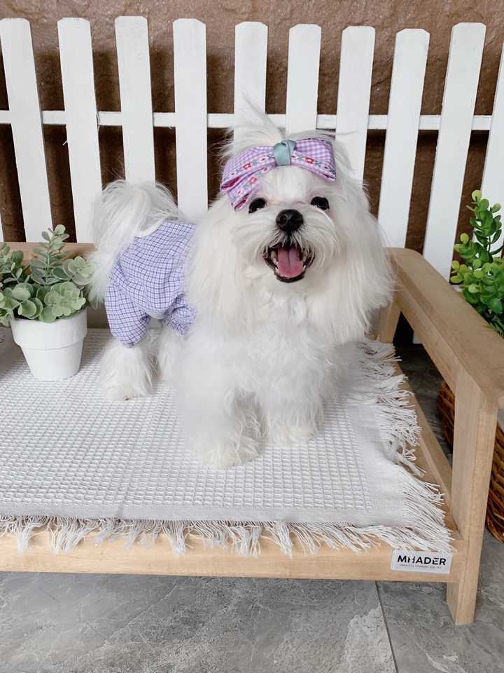 เน็ตไอดอลและบล็อกเกอร์รีวิว - รับรีวิว สินค้าสัตว์เลี้ยง นายแบบสุนัข นางแบบสุนัข โมเดลสุนัข - 9