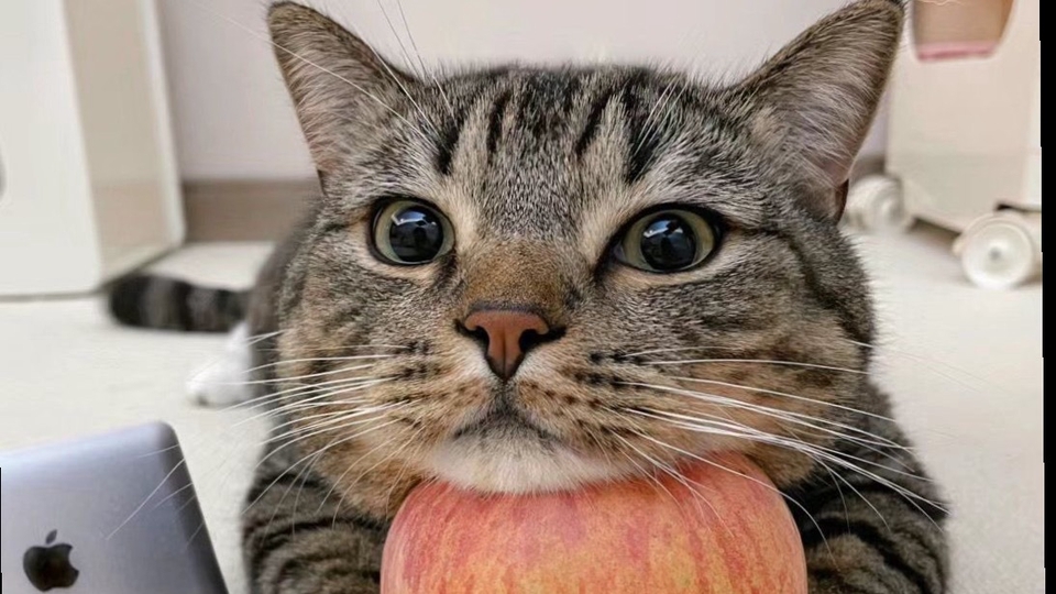 Kucing lucu dengan apel merah di depan wajahnya, terlihat bahagia dan imut. Menunjukkan sisi positif dan penuh semangat dalam menjalani hidup.