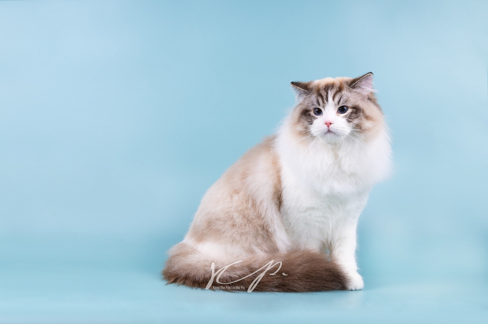 Photography - ถ่ายภาพแมว และสัตว์เลี้ยงอื่นๆ ทั้งในและนอกสถานที่ - 23