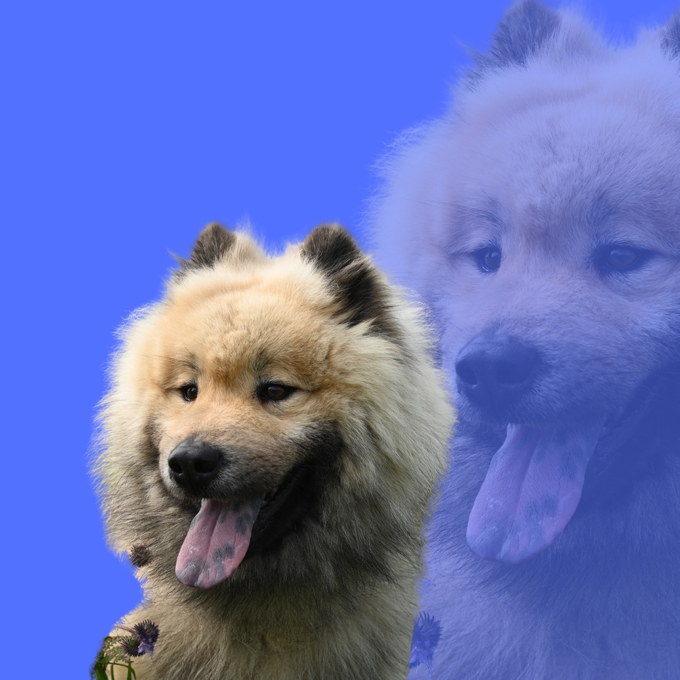 Jasa edit foto online, edit foto pengantin, ganti background foto online, hapus background, edit foto pernikahan, jasa photoshop.