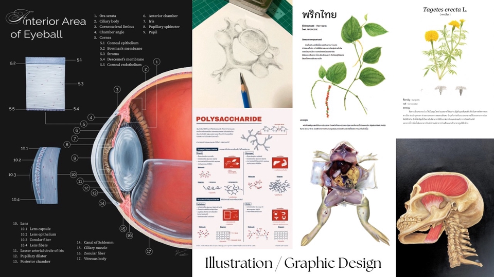 วาดภาพประกอบทางวิทยาศาสตร์และการแพทย์ ภาพประกอบนิทาน วาดภาพดิจิตอล รับวาดภาพ
