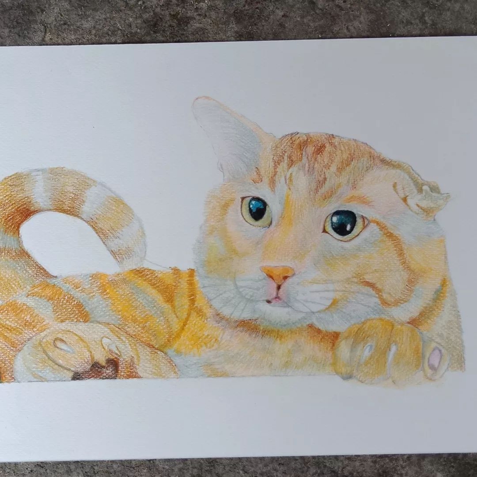วาดภาพเหมือน Portrait - วาดภาพสัตว์เลี้ยง สีไม้ สีอคิริค - 2