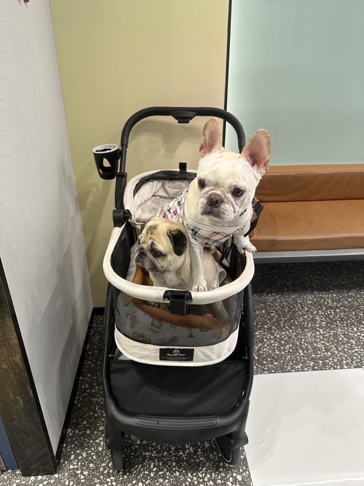 รับจ้างเลี้ยงสุนัข ดูแลสัตว์เลี้ยง พี่เลี้ยงสัตว์ ฝากเลี้ยงสุนัข บริการรับเลี้ยงสุนัข สุนัขน่ารักในรถเข็น