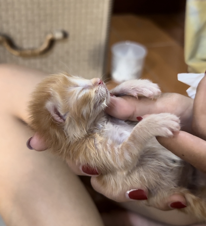 อื่นๆ - รับปรึกษาวิธีการเลี้ยงลูกแมวแรกเกิด/การดูแลแมวเด็ก - 5