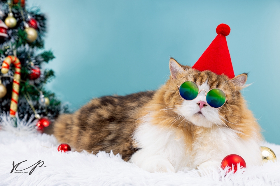 รับถ่ายภาพสัตว์เลี้ยง ช่างภาพ รับถ่ายรูปสัตว์เลี้ยง ช่างถ่ายรูปแมว ตากล้อง ถ่ายรูปแมว