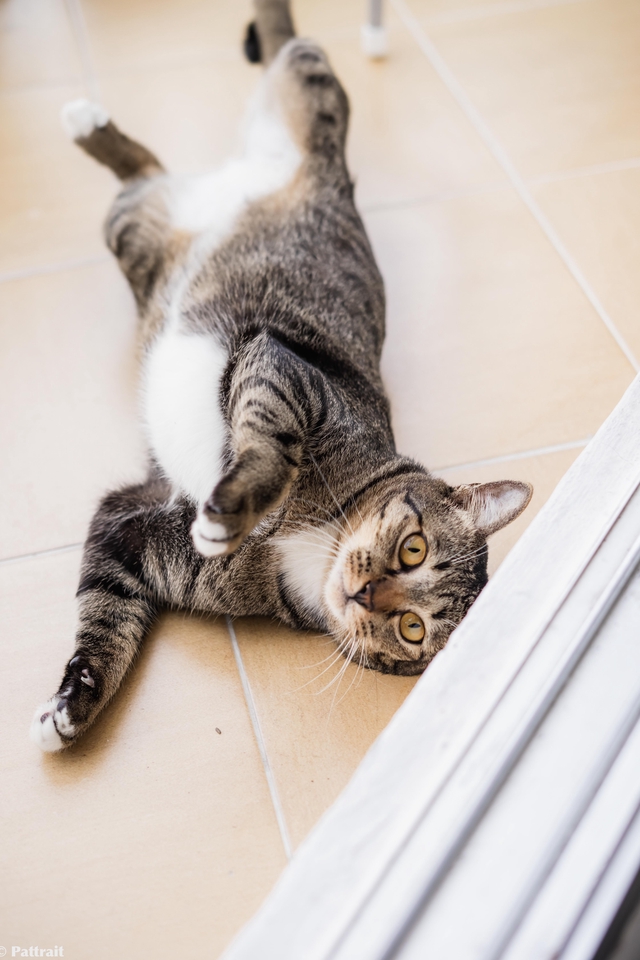 ตากล้อง รับถ่ายภาพแมวเหมียวสุดน่ารัก นอนเล่นบนพื้นกระเบื้องพร้อมโพสท่าเก๋ๆ ภาพถ่ายสัตว์เลี้ยงที่ระลึก ช่างภาพมืออาชีพ ถ่ายภาพสวยๆ บริการถ่ายภาพแมว รับถ่ายรูปสัตว์เลี้ยง ถ่ายรูปติดบัตรสัตว์เลี้ยง ภาพถ่ายสัตว์เลี้ยงน่ารักๆ ช่างถ่ายรูปกรุงเทพ เชียงใหม่ ภูเก็ต