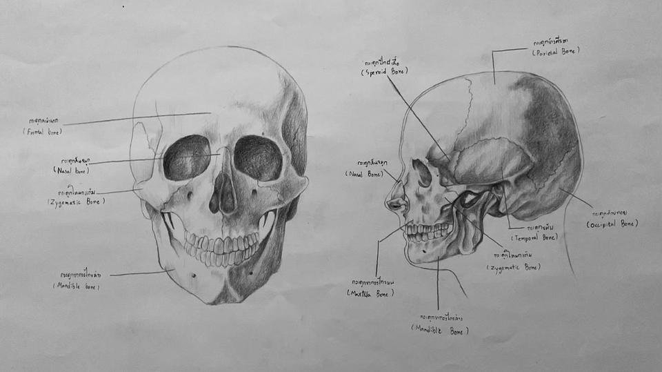 รับวาดภาพเหมือน ใบหน้าคน มุมมองด้านหน้าและด้านข้าง