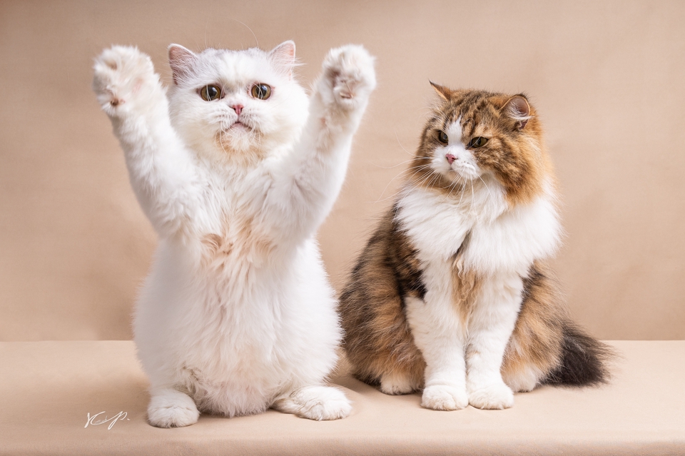 ช่างภาพ รับถ่ายภาพ แมวสองตัว น่ารัก