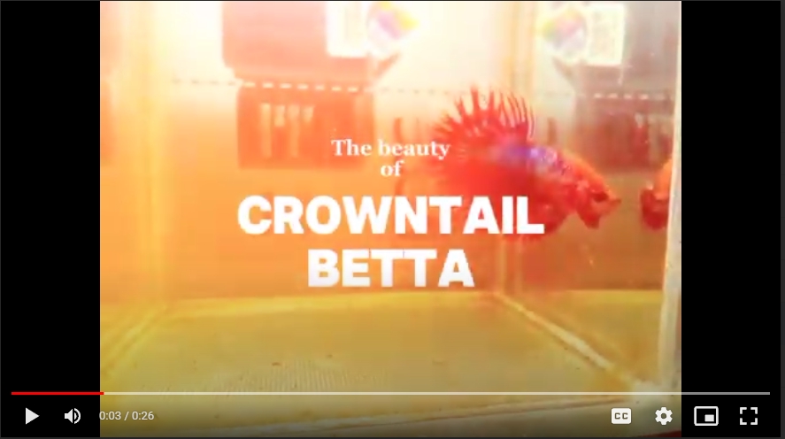 Jasa edit video Youtube untuk membuat video ikan cupang anda lebih menarik.