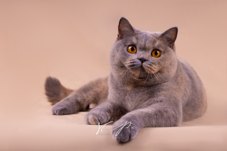 รับถ่ายรูปแมว ช่างภาพ รับถ่ายรูปสัตว์เลี้ยง ถ่ายภาพสัตว์เลี้ยง แมวสวย