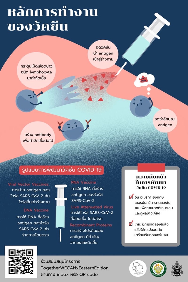 ออกแบบ infographic วัคซีน covid-19 อธิบายวิธีการทำงานของวัคซีน