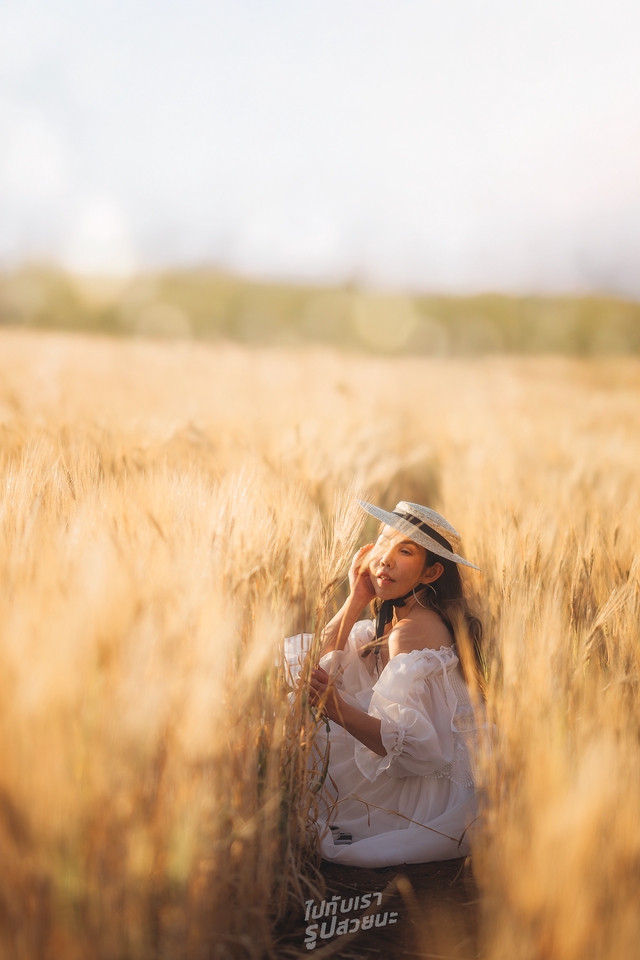 รับจัดทริปส่วนตัวทุ่งข้าวสาลีญี่ปุ่น เที่ยวญี่ปุ่น