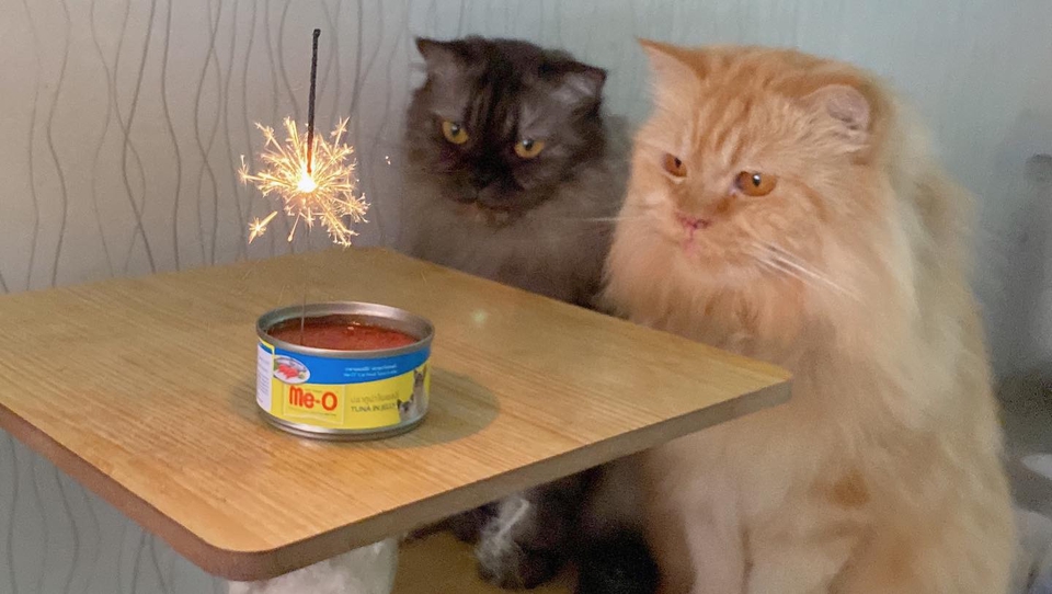 รับจ้างเลี้ยงแมว พี่เลี้ยงแมว ดูแลแมวตามบ้าน รับดูแลแมวที่บ้าน