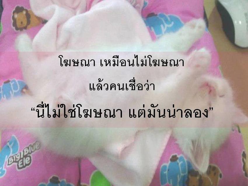 เขียนรีวิว - โฆษณา&รีวิว สินค้า "แมว" เหมือนการบอกต่อ - 2
