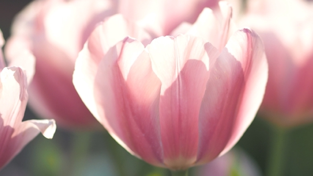 Photography - รับถ่ายภาพสินค้า/อาหาร - 12