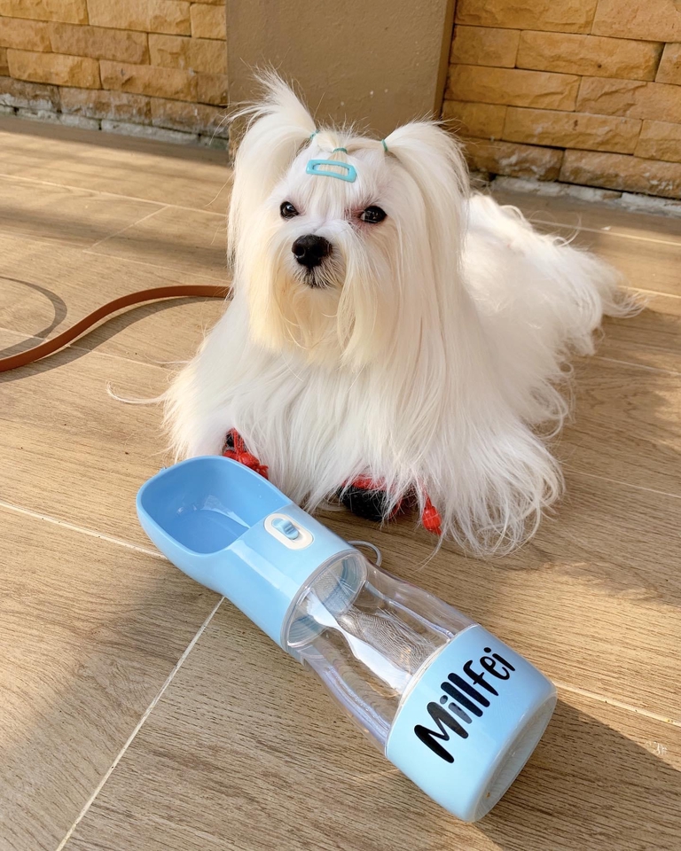 เน็ตไอดอลและบล็อกเกอร์รีวิว - รับรีวิว สินค้าสัตว์เลี้ยง นายแบบสุนัข นางแบบสุนัข โมเดลสุนัข - 5