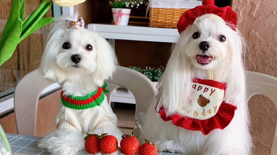 เน็ตไอดอลและบล็อกเกอร์รีวิว - รับรีวิว สินค้าสัตว์เลี้ยง นายแบบสุนัข นางแบบสุนัข โมเดลสุนัข - 1