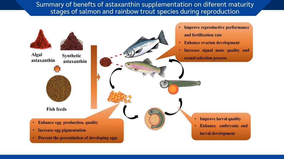 ออกแบบ canva แผนภูมิสรุปประโยชน์ของ astaxanthin ต่อการเจริญพันธุ์ปลาแซลมอนและปลาเทราท์