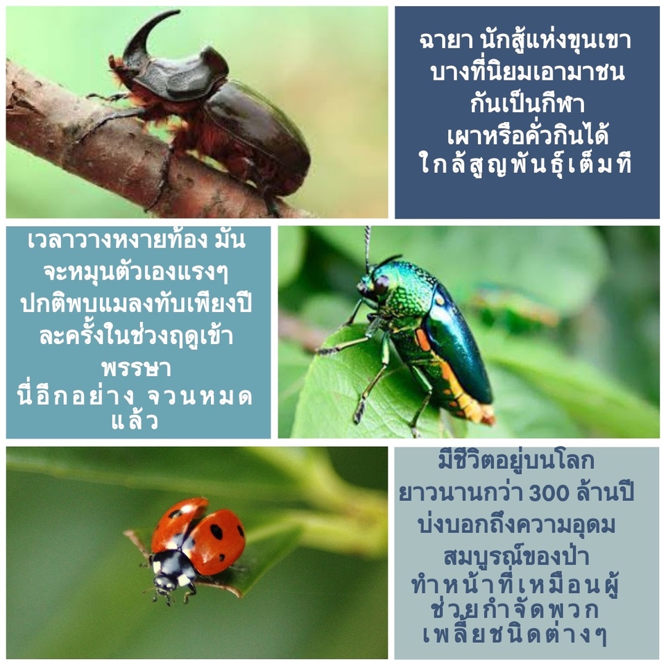 เขียนบทความ - รับเขียนบทความออนไลน์  คอนเท็นต์สำหรับสื่อออนไลน์ทุกประเภท  รีวิว และรับเป็นแอดมินดูแลเพจเฟสบุ๊ค - 11