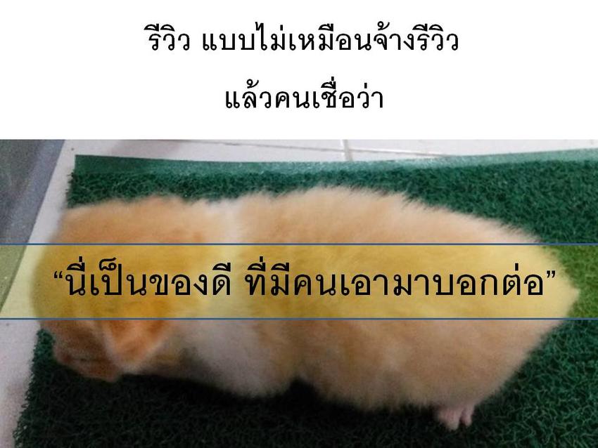 เขียนรีวิว - โฆษณา&รีวิว สินค้า "แมว" เหมือนการบอกต่อ - 3