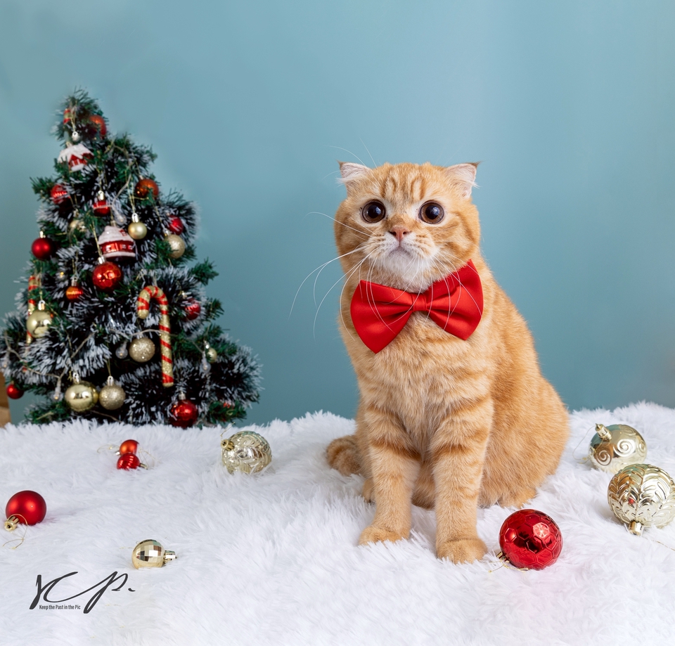 ช่างภาพ รับถ่ายรูปแมว สัตว์เลี้ยง น้องแมว แต่งตัว น่ารัก น่าเอ็นดู