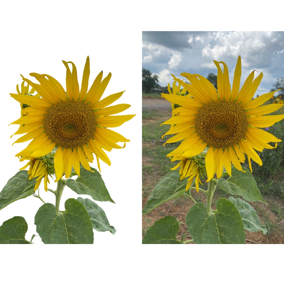 ไดคัท & Photoshop - รับเอาพื้นหลังออก - 4