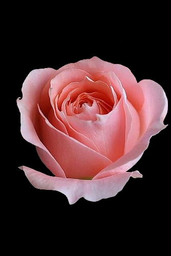 ไดคัท & Photoshop - รับไดคัทหรือแต่งรูปจ้า - 16