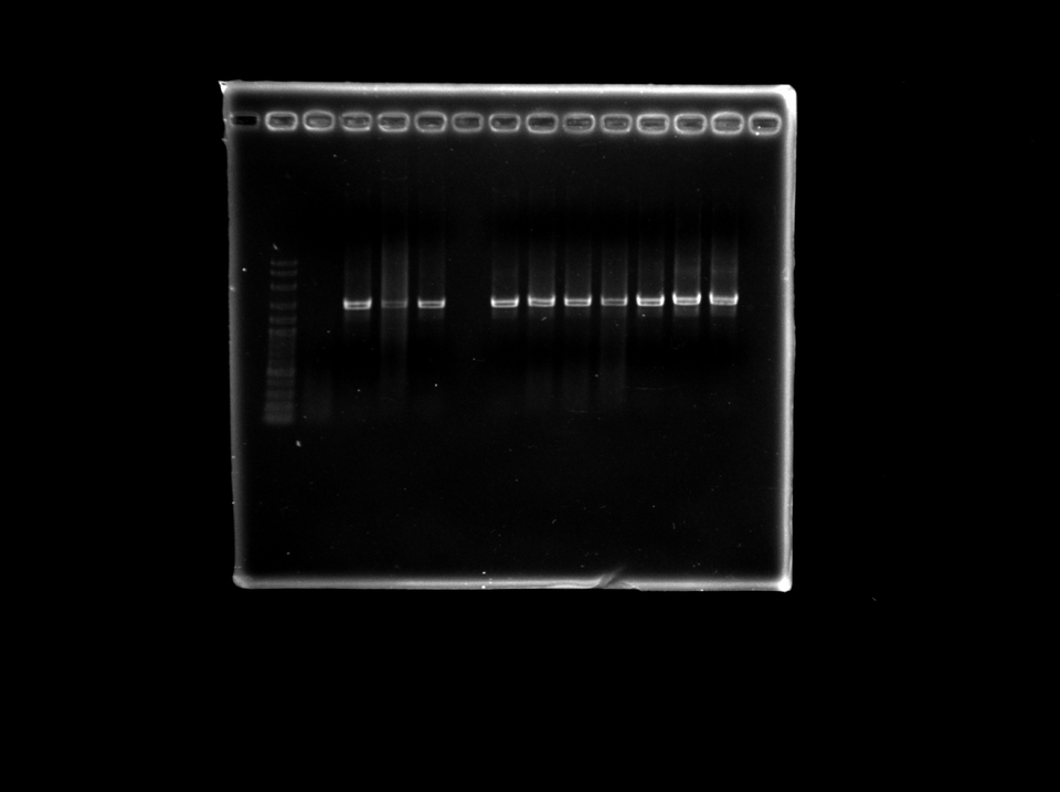 ผู้เชี่ยวชาญให้ความรู้เฉพาะด้าน - รับให้คำปรึกษาทางด้าน Molecular Biology, Bioinformatics และ Machine Learning มาใช้กับข้อมูลชีวภาพ - 9