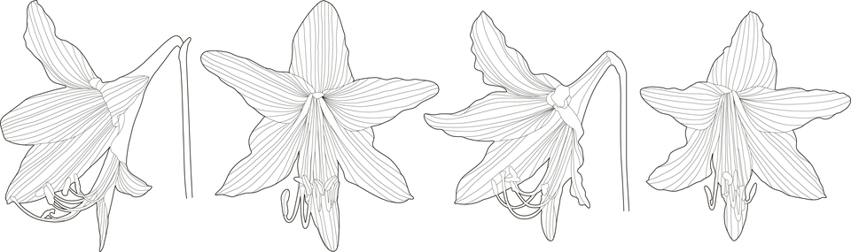 รับวาดรูปดอกไม้ ภาพประกอบดอกลิลี่ขาว 4 แบบ