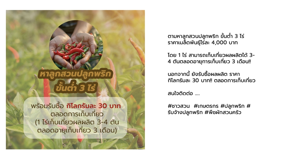 รับทำคอนเทนต์มาร์เก็ตติ้ง พริกสด 3 ชี้ 30 บาท วางแผนทำ content marketing สร้างคอนเทนต์