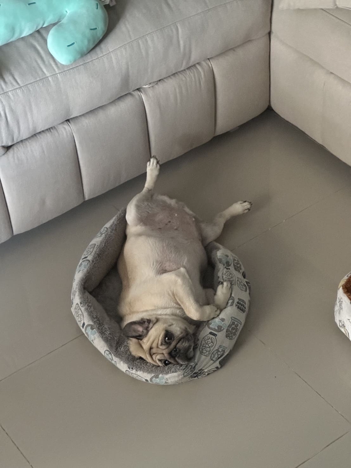 รับดูแลสุนัขที่บ้าน บริการพี่เลี้ยงสัตว์เลี้ยง พักผ่อนอย่างสบายใจในบ้านคุณ ดูแลสัตว์เลี้ยงน่ารักของคุณอย่างใกล้ชิด