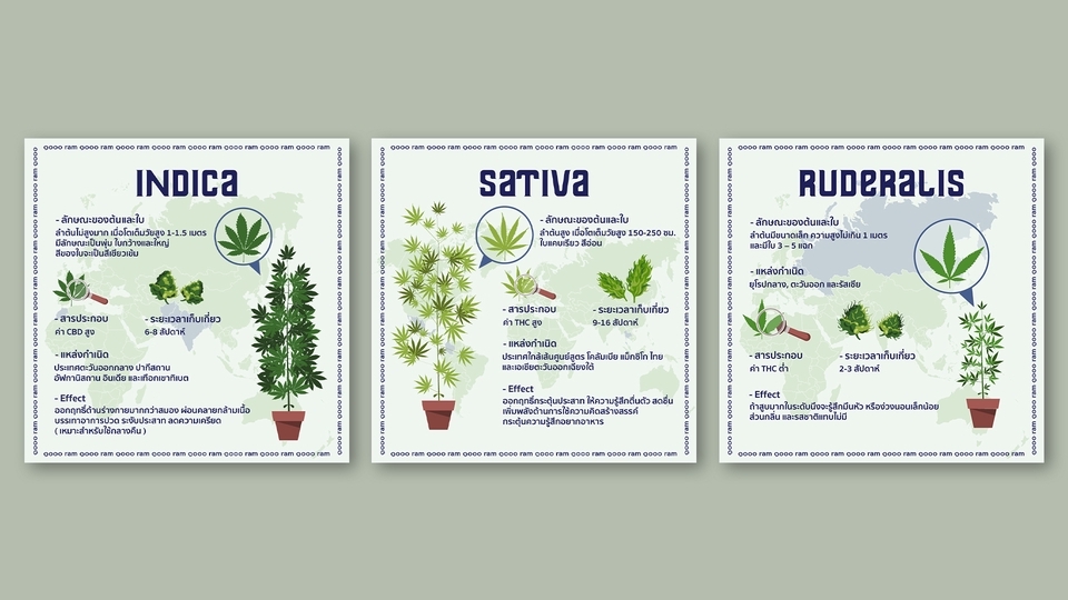 Infographics - ออกแบบ Infographic - 2