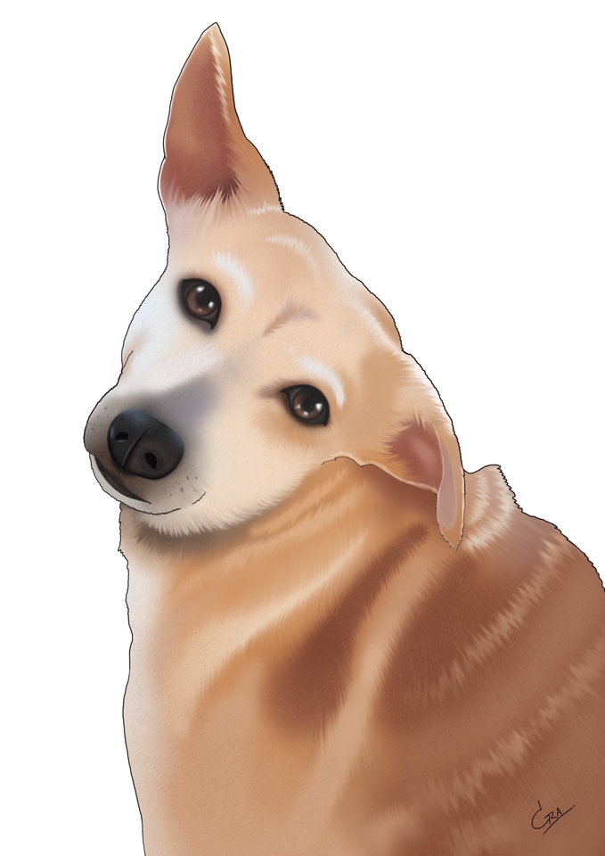 ภาพประกอบภาพเหมือนสุนัข น่ารัก น่าเอ็นดู สีน้ำตาล รับออกแบบภาพประกอบ ออกแบบภาพประกอบ สุนัข