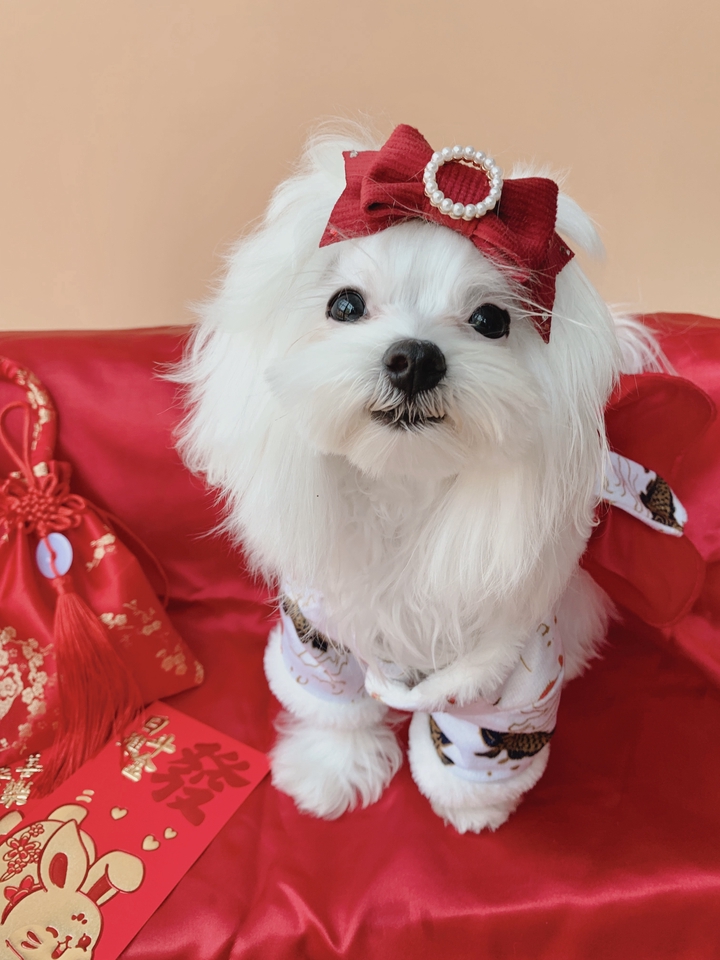 เน็ตไอดอลและบล็อกเกอร์รีวิว - รับรีวิว สินค้าสัตว์เลี้ยง นายแบบสุนัข นางแบบสุนัข โมเดลสุนัข - 8