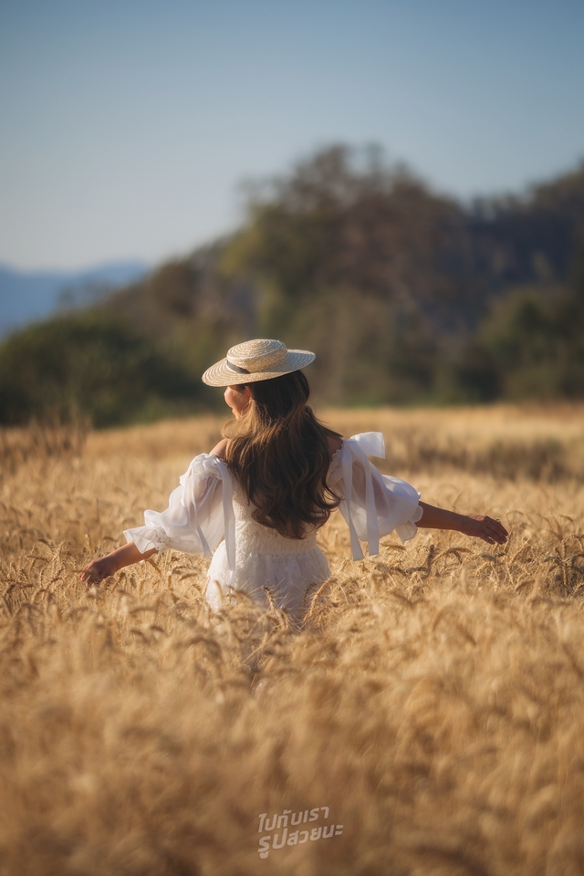 รับจัดทริปเที่ยวญี่ปุ่นทุ่งข้าวสาลีสวยงาม