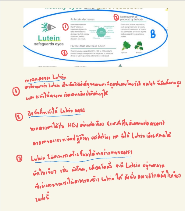 แปลภาษา - Brochure translation  - 5