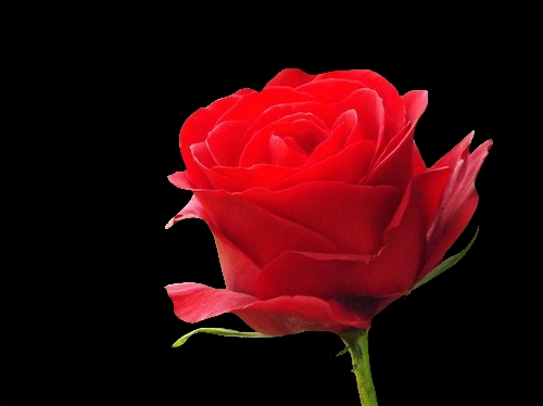 ไดคัท & Photoshop - รับไดคัทหรือแต่งรูปจ้า - 14