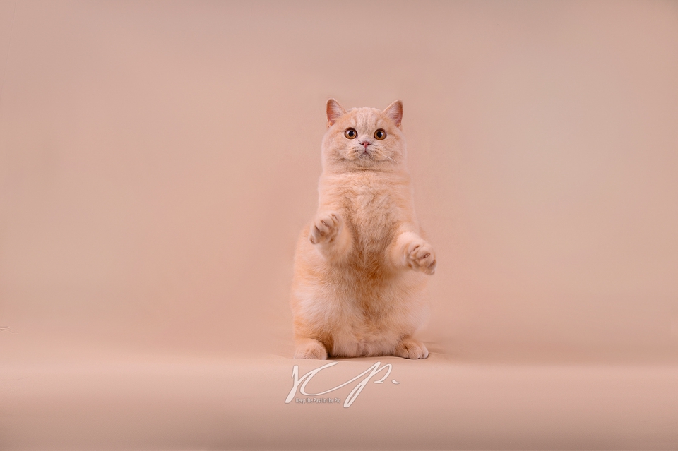 ช่างภาพ รับถ่ายภาพ แมว British Shorthair สีส้ม ขนฟู น่ารัก รับถ่ายภาพสัตว์เลี้ยง ถ่ายรูปสัตว์เลี้ยง