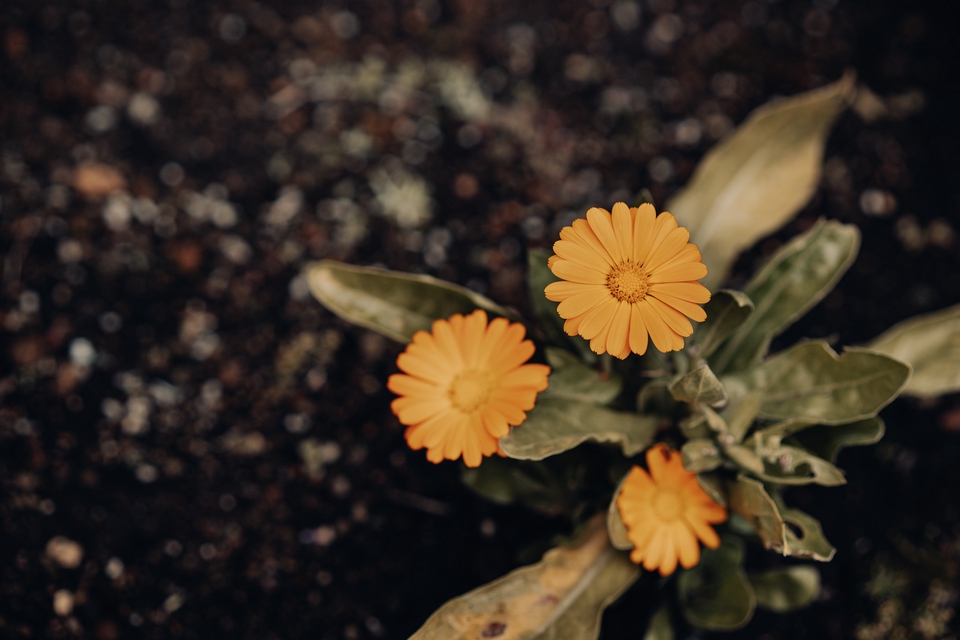 ไดคัท & Photoshop - ตัดต่อ แต่งรูป คุมโทน ไดคัท เปลี่ยนสี แต่งสี เพิ่ม-ลดส่วนเกิน - 10