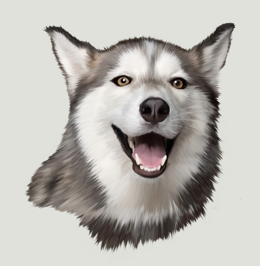 ออกแบบตัวละครสุนัขฮัสกี้น่ารัก สไตล์การ์ตูน