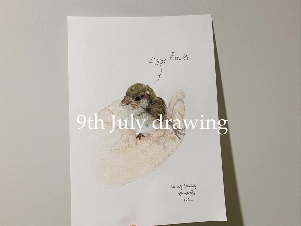 วาดภาพเหมือน Portrait - 9th July drawing : รับวาดภาพเหมือนสัตว์เลี้ยงตามสั่ง ภาพเหมือนสีไม้ - 10