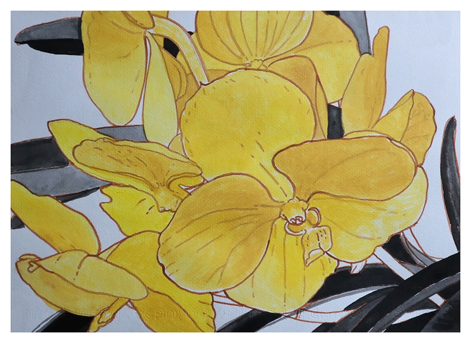 วาดภาพประกอบ - yellow orchid - 2