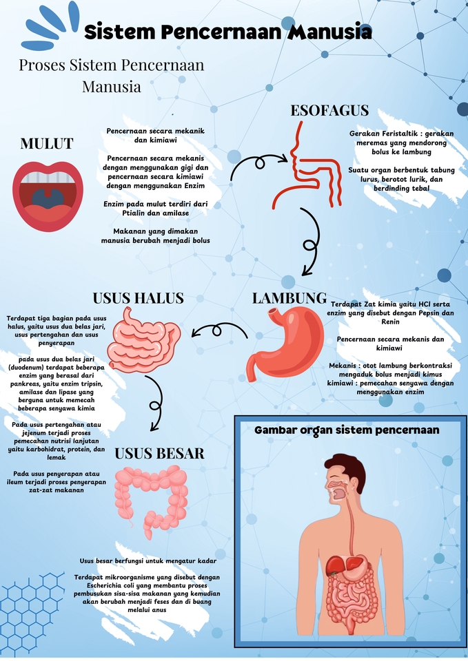 Infografis sistem pencernaan manusia, ilustrasi lengkap organ pencernaan dengan penjelasan fungsi dan proses pencernaan makanan.