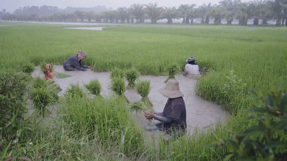 รับถ่ายวีดีโอชาวนาทำนา ตัดต่อวีดีโอสวยงาม