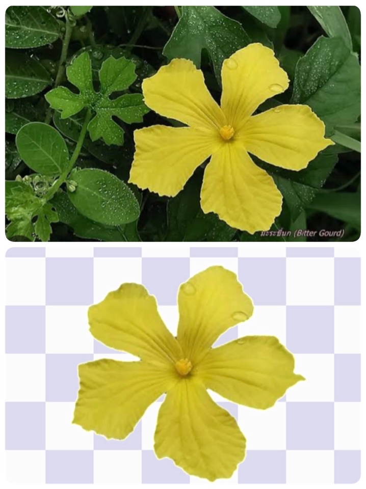 ไดคัท & Photoshop - รับไดคัทภาพ ตัดต่อ - 3