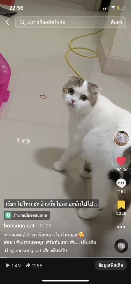 เขียนรีวิว - รับรีวิวสินค้าที่เกี่ยวกับแมว ใน Facebook IG Tiktok - 2